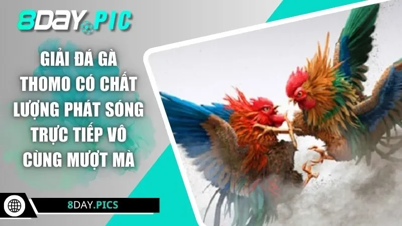 Giải đá gà Thomo có chất lượng phát sóng trực tiếp vô cùng mượt mà