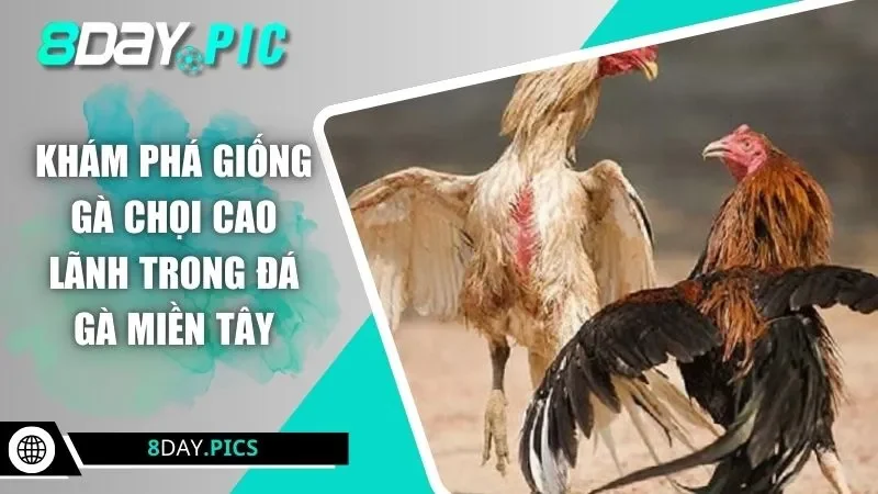 Khám phá giống gà chọi Cao Lãnh trong đá gà miền Tây