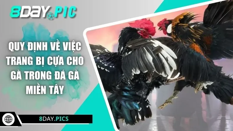 Quy định về việc trang bị cựa cho gà trong đá gà miền Tây