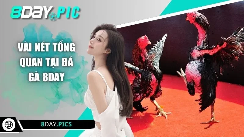 Vài nét tổng quan tại đá gà 8DAY 