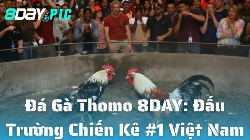 Đá Gà Thomo 8DAY: Đấu Trường Chiến Kê #1 Việt Nam