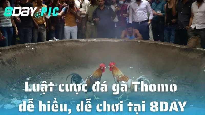 Luật cược đá gà Thomo dễ hiểu, dễ chơi tại 8DAY