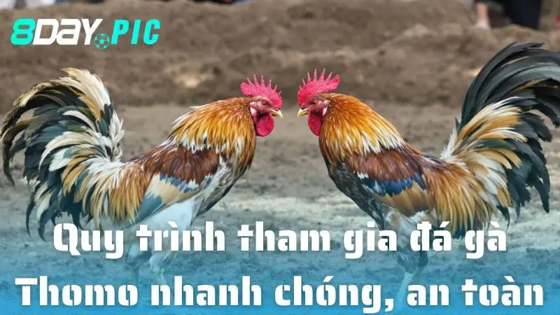 Quy trình tham gia đá gà Thomo nhanh chóng, an toàn